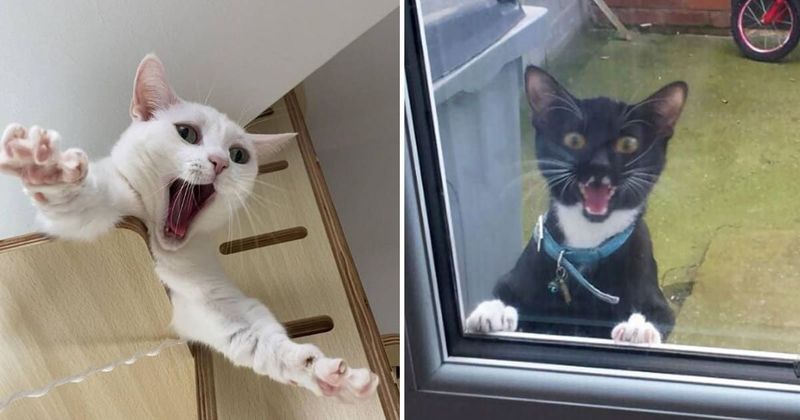 25 meow-larious cat memes that's got us coughing up hairballs like our feline pals