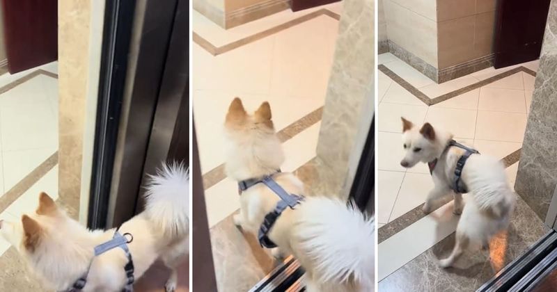 Kind stranger en route to office happily assists a lost dog in finding its way back home