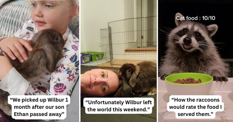 Mom grieving the loss of son finds support in a nursery of raccoons showing up everyday