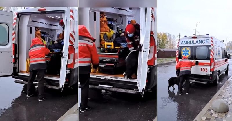 Dog asks paramedics to be let in the ambulance with owner, refusing to take no for an answer