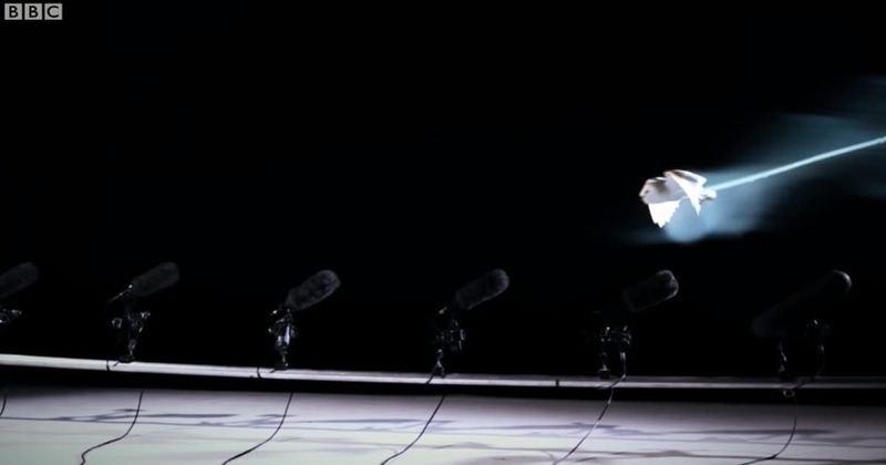 Mesmerizing video proving that owls fly in complete silence is blowing people's minds