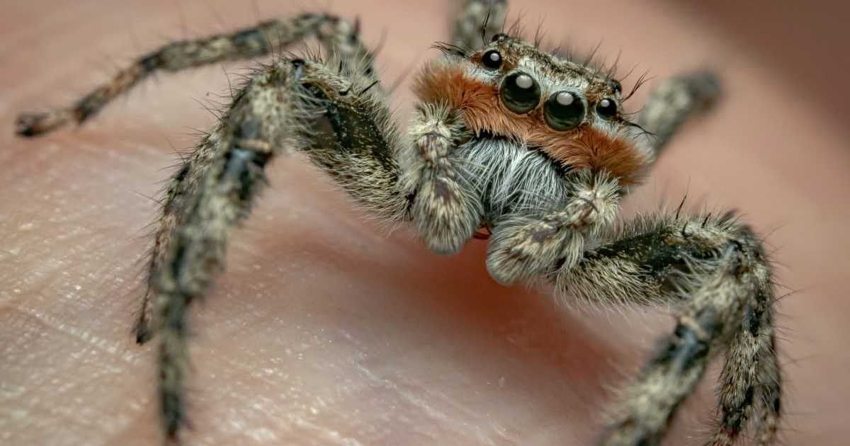 NASA's research on spiders reveals intense effect caffeine has on nervous system