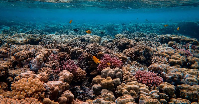 Man drops his GoPro from cruise ship to unravel the mysteries of the ocean underneath