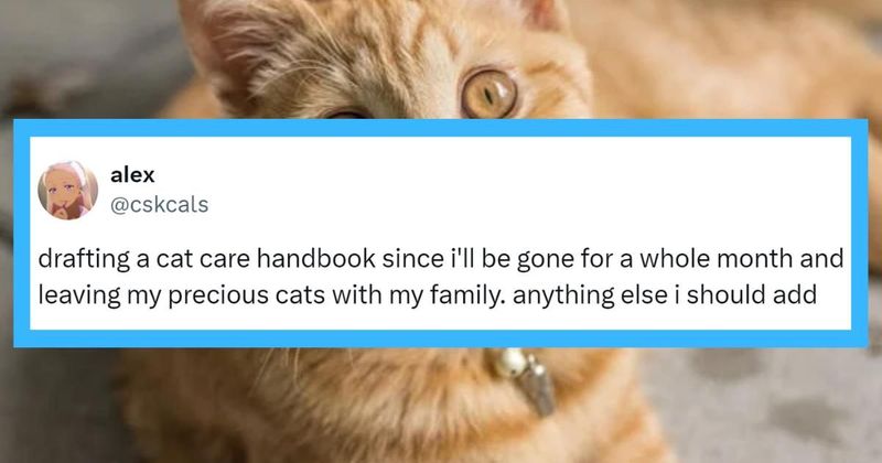 Online pet parents relate to anxious cat mom's guide for anyone taking care of her furry friend