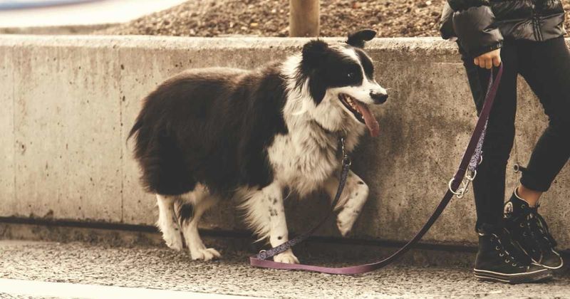 Woman finds birthday note on a balloon during walk with her dog leaving the internet in tears