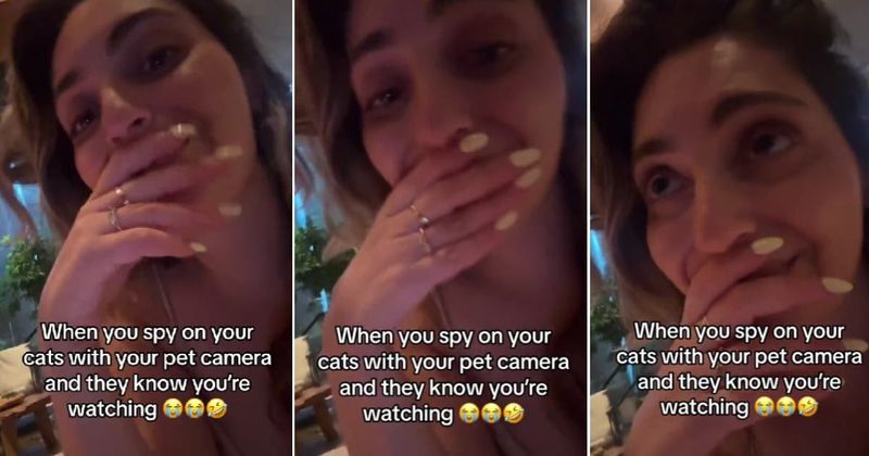 Woman films her cats' hilarious reaction when they realize they’re being watched
