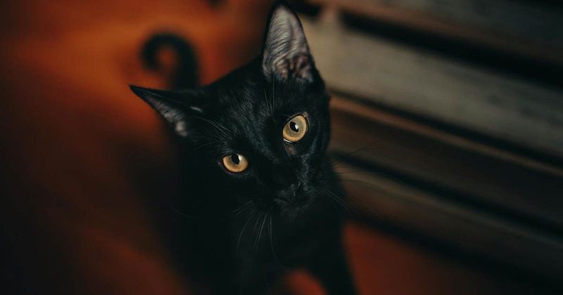 Mischievous cat sends heartfelt letter to vet after causing chaos during routine checkup