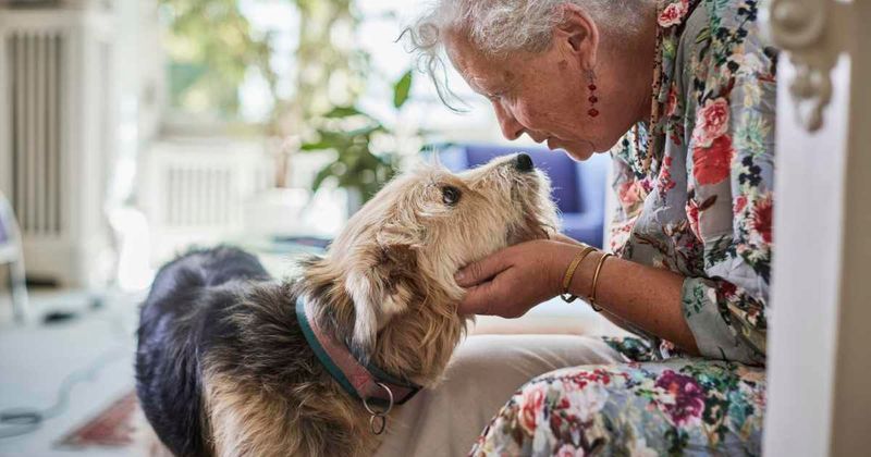 90-year-old woman steps up to adopt blind senior dog with nowhere to go after previous owner’s death