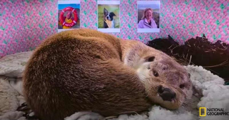 Man's friendship with a wild otter on a remote Scottish island is a real-life fairytale