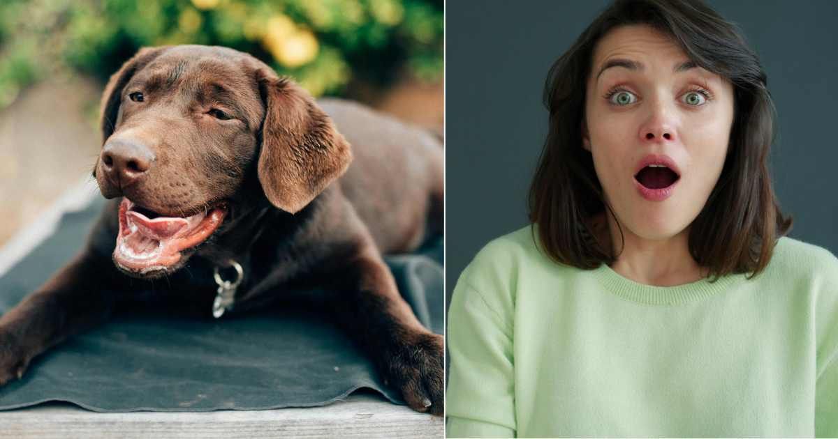 Woman brings home a foster dog who's never lived indoors — and she tears up at the first thing he does