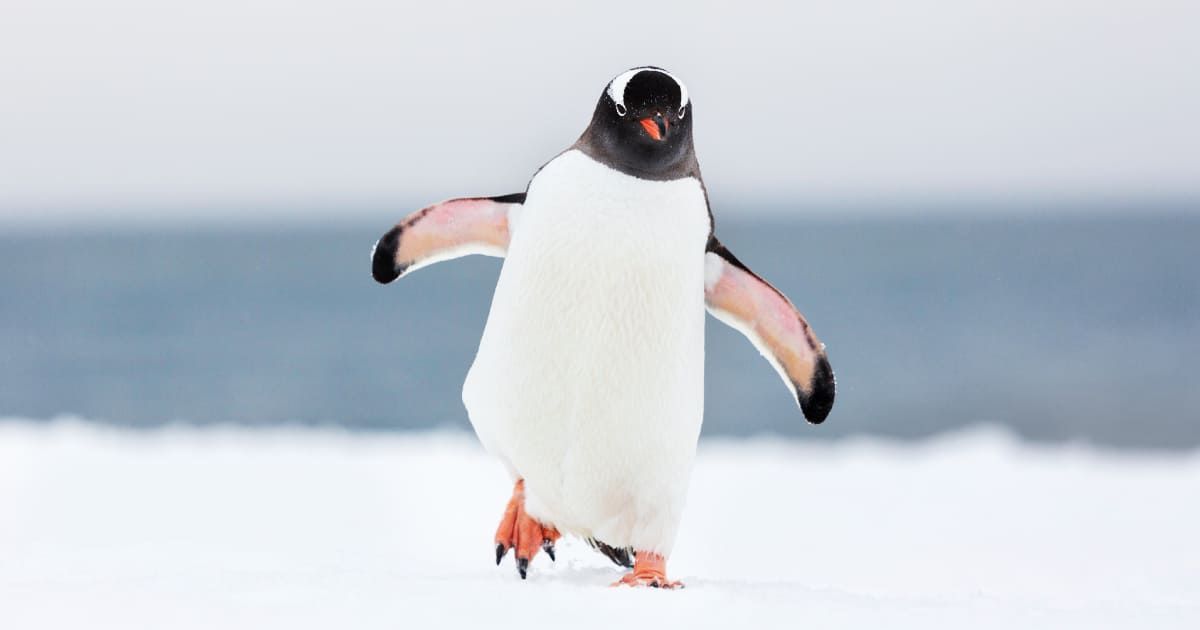 BBC Nature crew broke their one sacred rule to save dying penguins in Antarctica