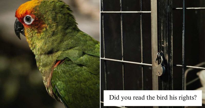 Parakeet gets ‘arrested’ for shoplifting and we can’t stop laughing at the police report