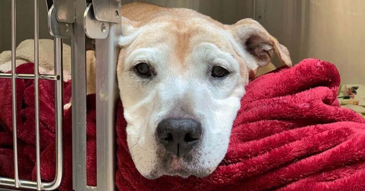 Senior dog left at shelter to be put down is adopted by kind veterinarian — she went on to live her best life