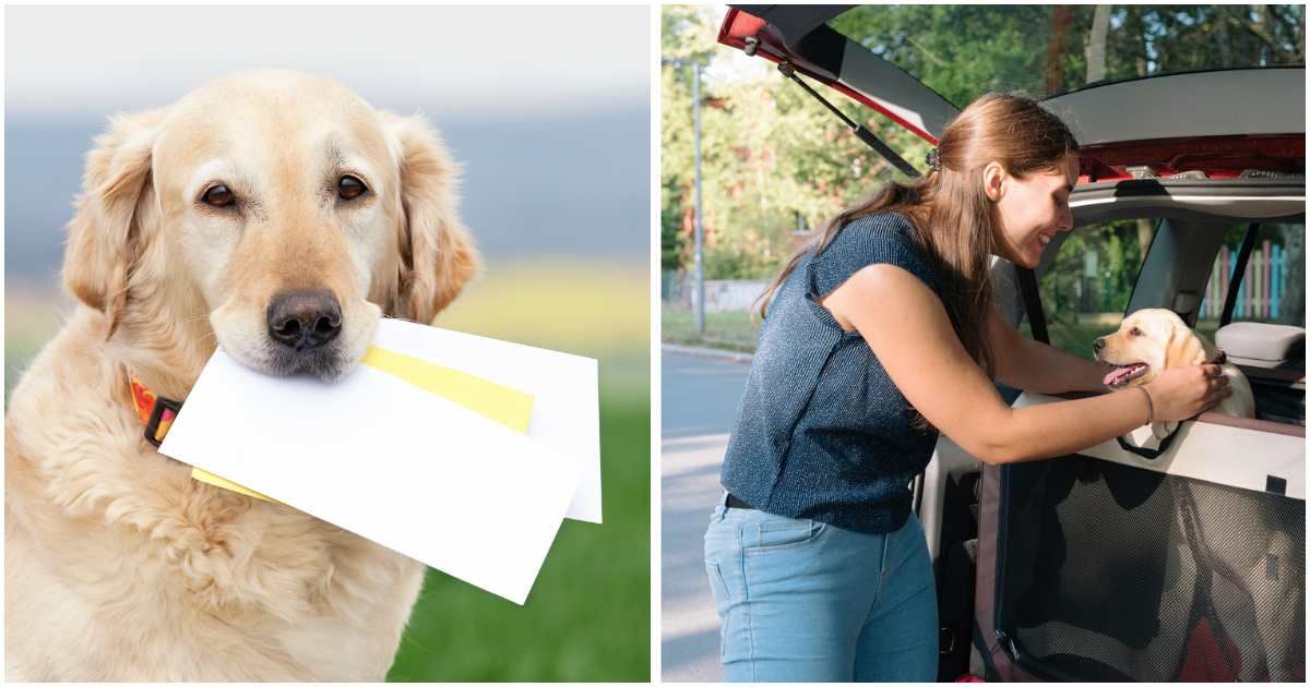 Arizona family leaves 4-year-old dog tied up in the parking lot with a note containing a heartbreaking plea