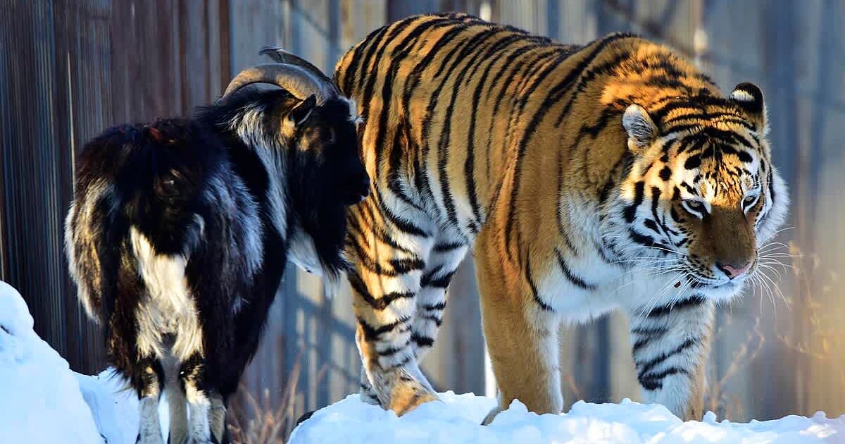 Zoo officials offered a goat as 'live feed' but ended up becoming the tiger's best friend instead