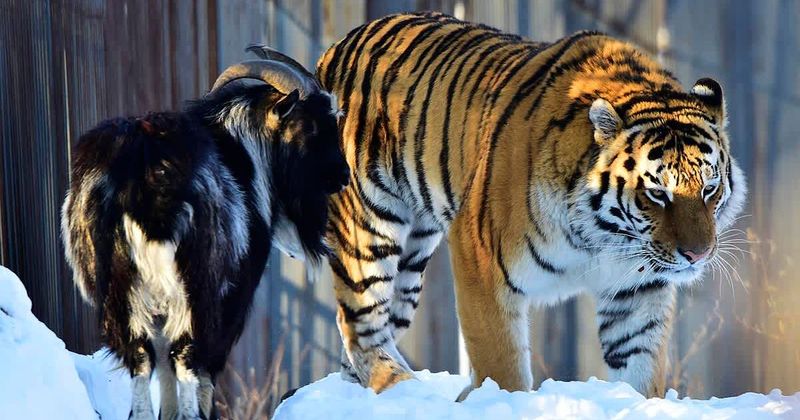 Zoo officials offered a goat as 'live feed' but ended up becoming the tiger's best friend instead