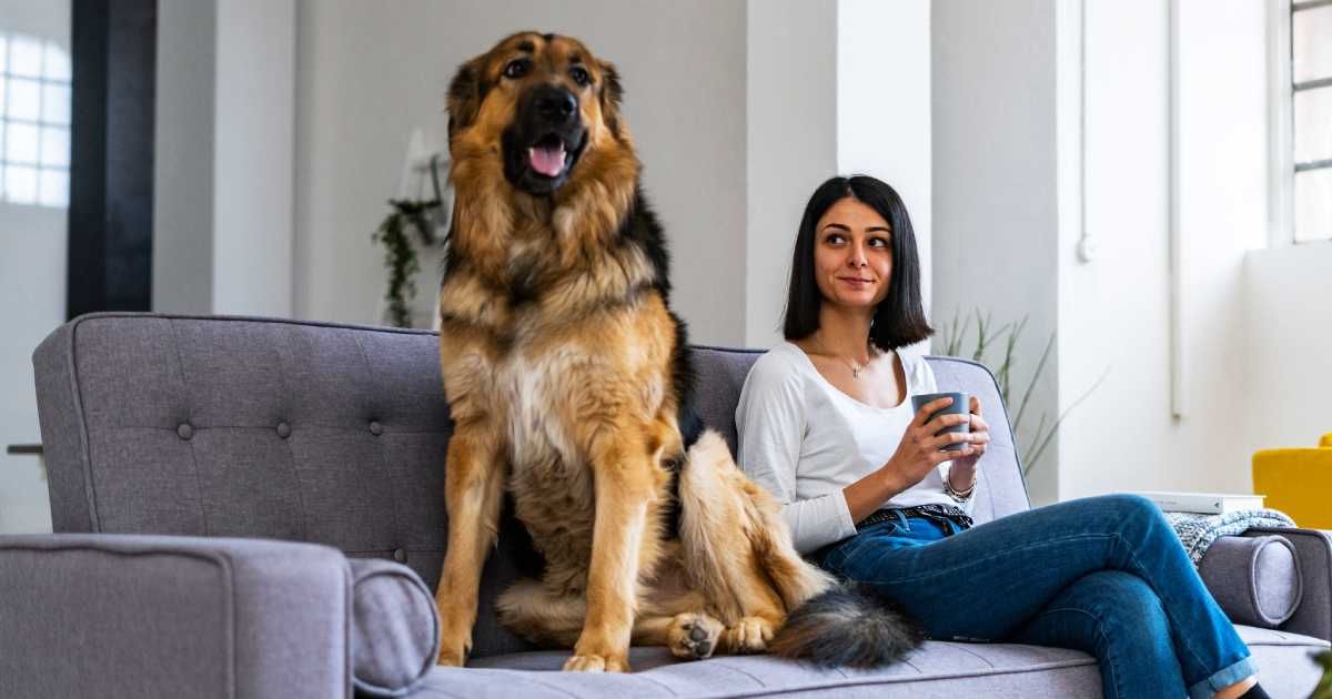 She panicked when her dog grew protective overnight. Vet laughed and asked her to take a pregnancy test instead