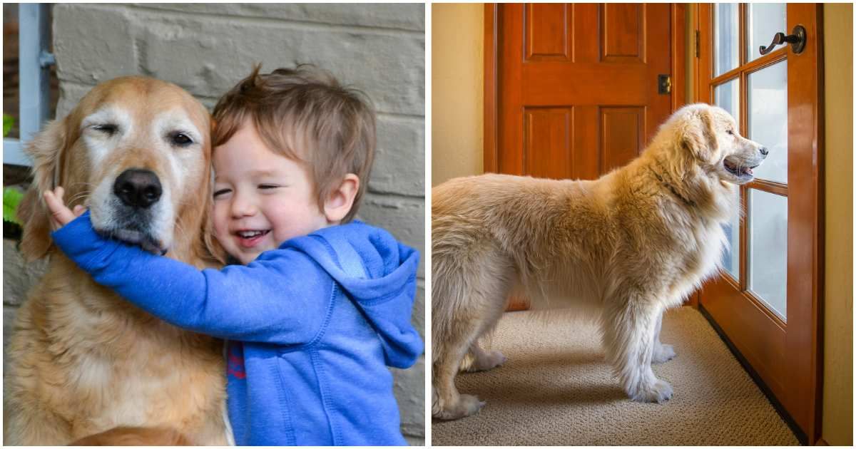 Parents feared toddler would struggle on first school day — but it was their pet’s reaction that broke them