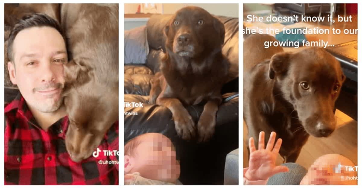 Dog becomes internet sensation for helping dad with newborn twins: 'She's my girls' guardian angel'