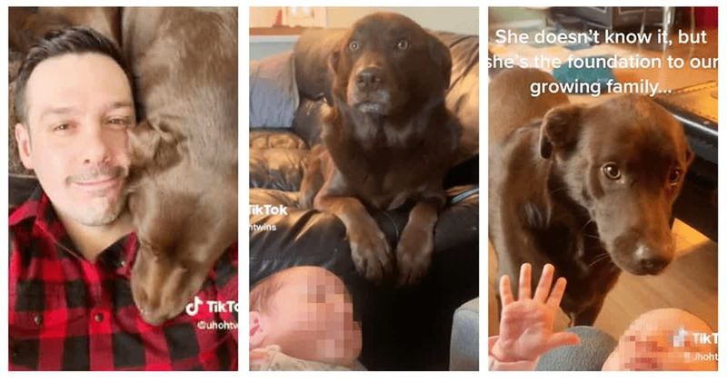 Dog becomes internet sensation for helping dad with newborn twins: 'She's my girls' guardian angel'
