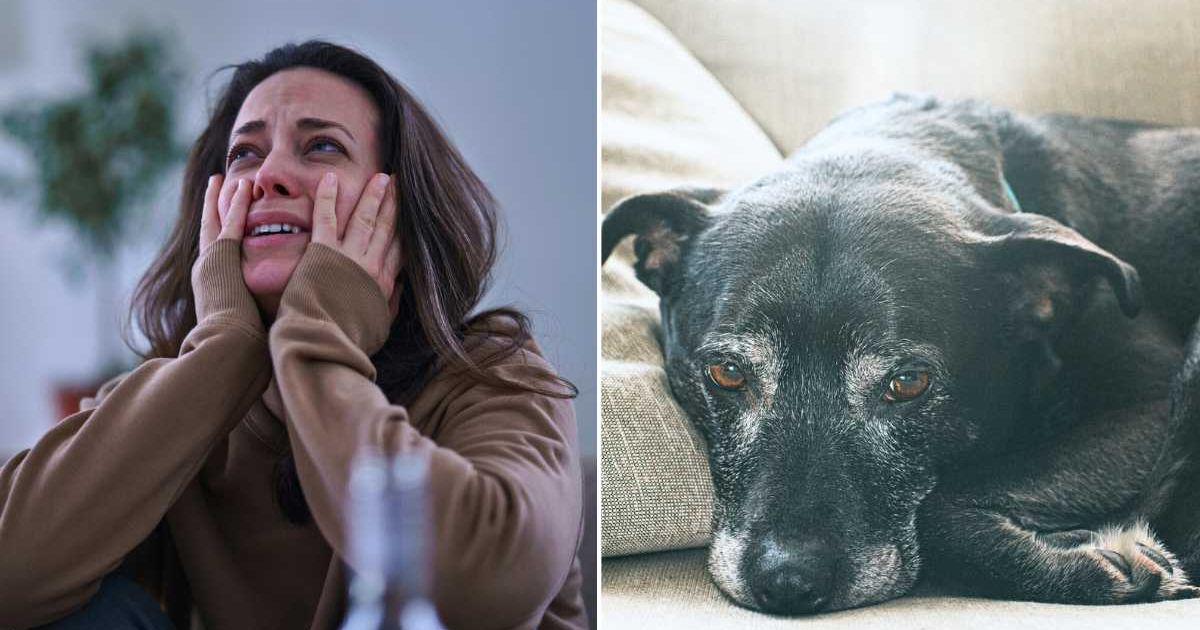 Woman pens handwritten plea begging burglar to keep everything but photos of her dog's final moments