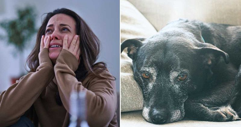 Woman pens handwritten plea begging burglar to keep everything but photos of her dog's final moments