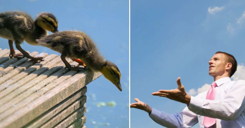 Banker put work on hold to catch ducklings jump off office roof — then he did something even more incredible
