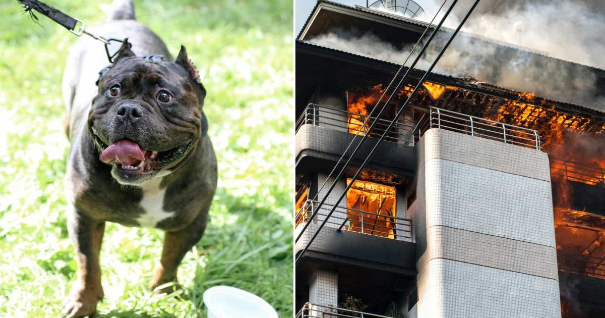 Body cam footage shows pit bull helping in its own rescue after police broke into family home on fire