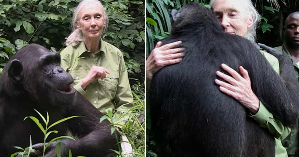 When Jane Goodall released chimp she rescued from poachers, it did something so human-like before saying goodbye