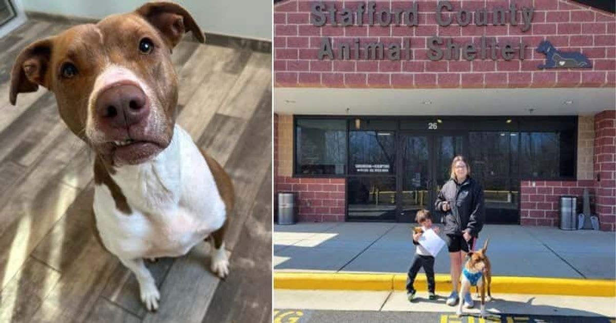Dog who didn't get a single adoption application finds forever home after shelter's emotional post