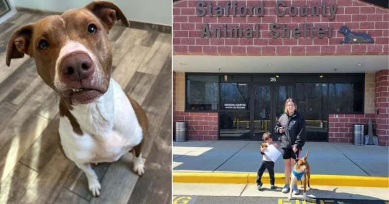 Dog who didn't get a single adoption application finds forever home after shelter's emotional post