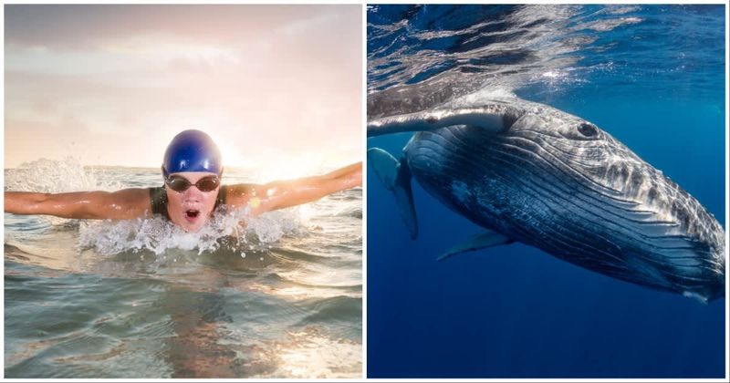 Scientist terrified as whale tossed her from water but then realized it was saving her from a shark