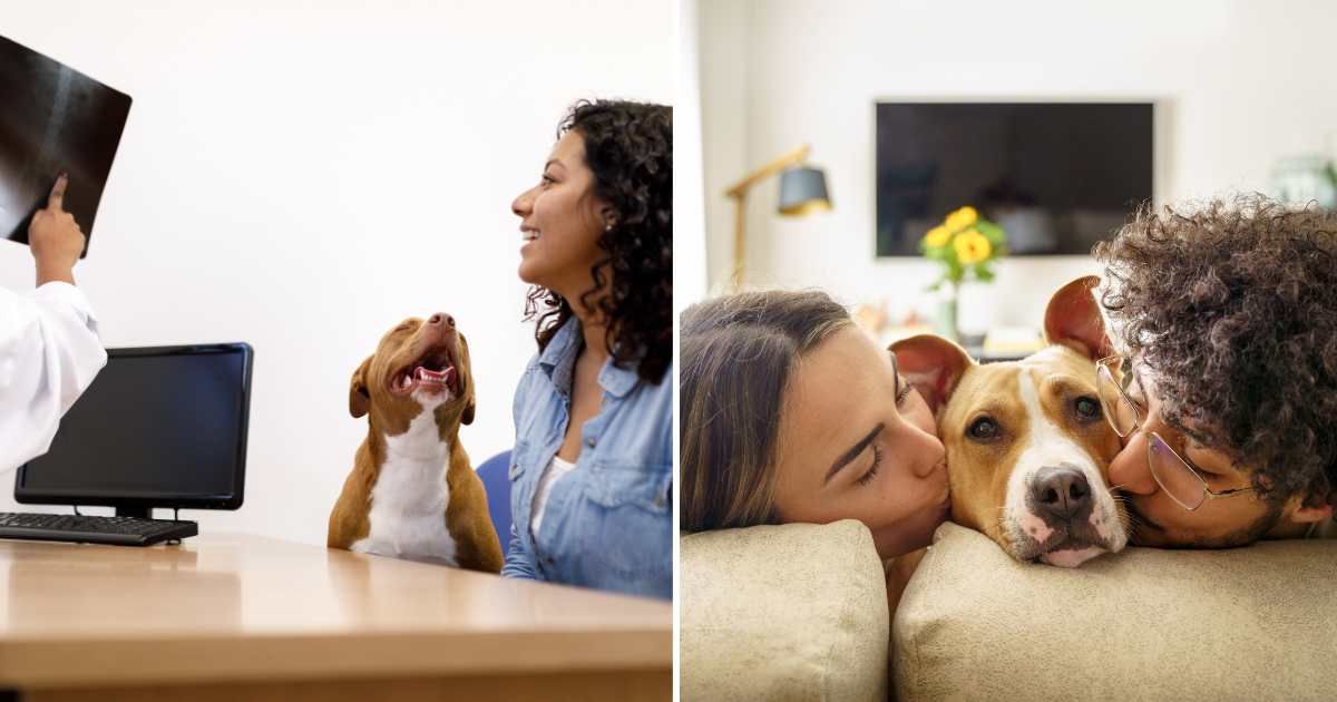 Woman went on a date with Uber driver but didn’t expect to come home with a foster dog they rescued together