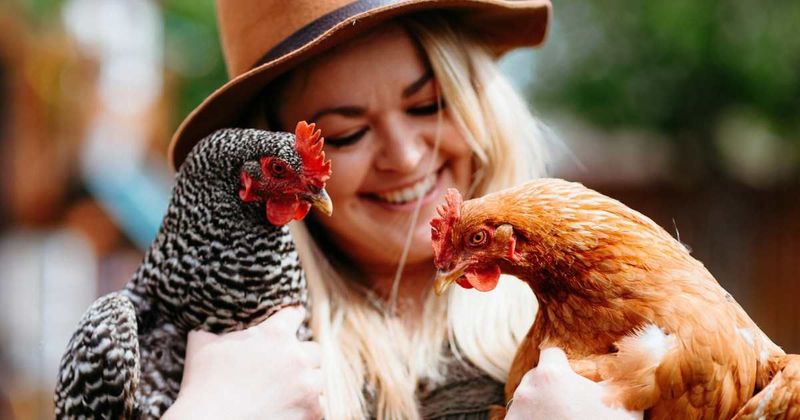 Grieving neuroscientist wrote a letter to her neighbor, thanking his chickens for helping her heal