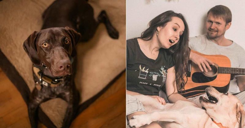 Foster dog plays along to couple singing — until one song sends her running for cover