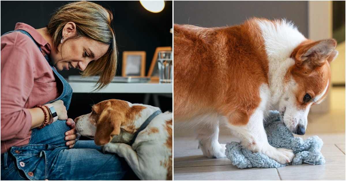 Grieving couple let dog sniff cap of child they lost at 37 weeks. What he did next proved he remembered her from mom's womb