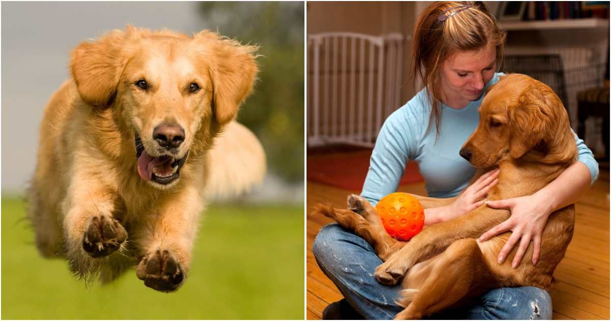 Woman 'product reviews' her golden retriever and he's obviously a 10/10