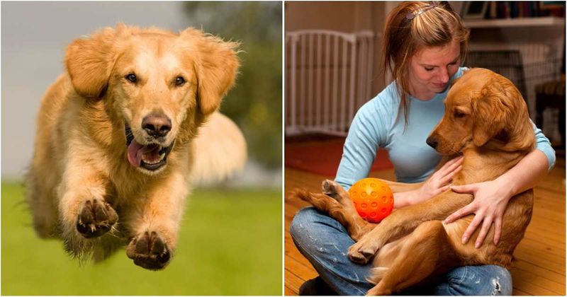 Woman 'product reviews' her golden retriever and he's obviously a 10/10