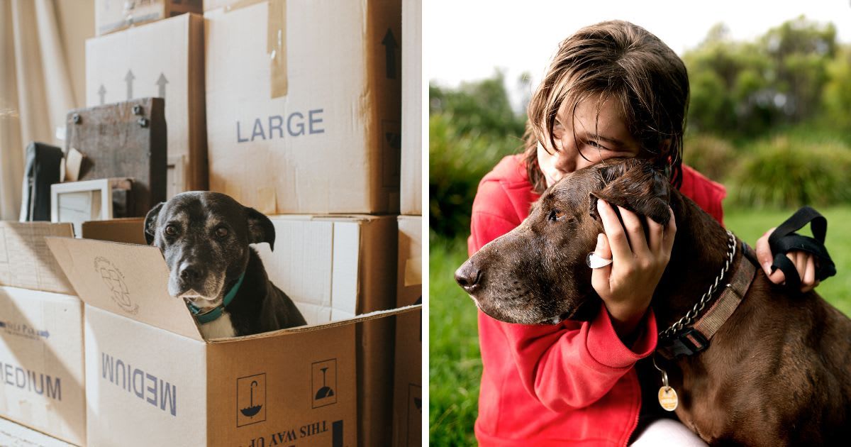 Pennsylvania shelter discovers strange box outside in the snow. Then a head peers out with a note