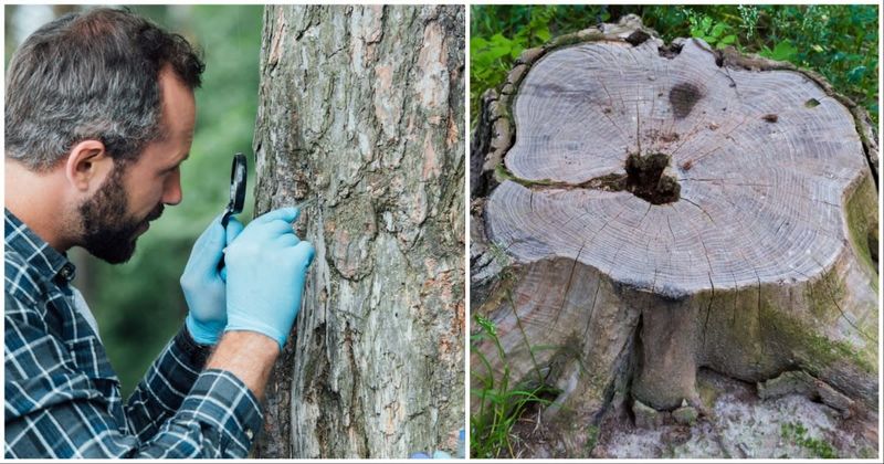 A scientist cut down a random tree in 1964 for research — it turned out to be the oldest tree on Earth