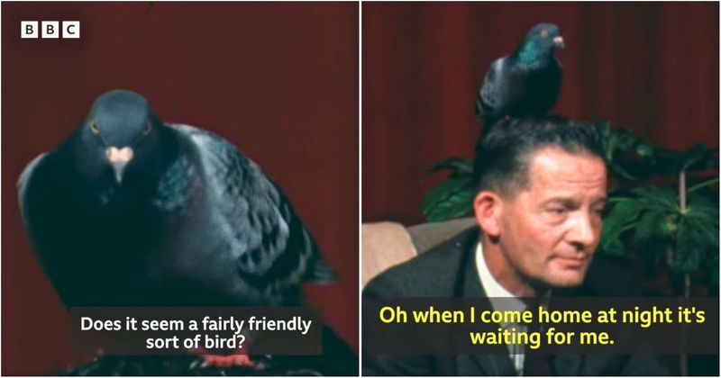 In 1969, a pigeon landed on a man's head and never left. He simply made peace with it