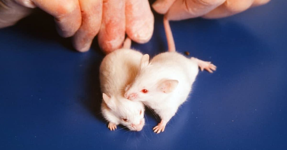 Scientists accidentally caught mice performing CPR and it changed what we know about empathy