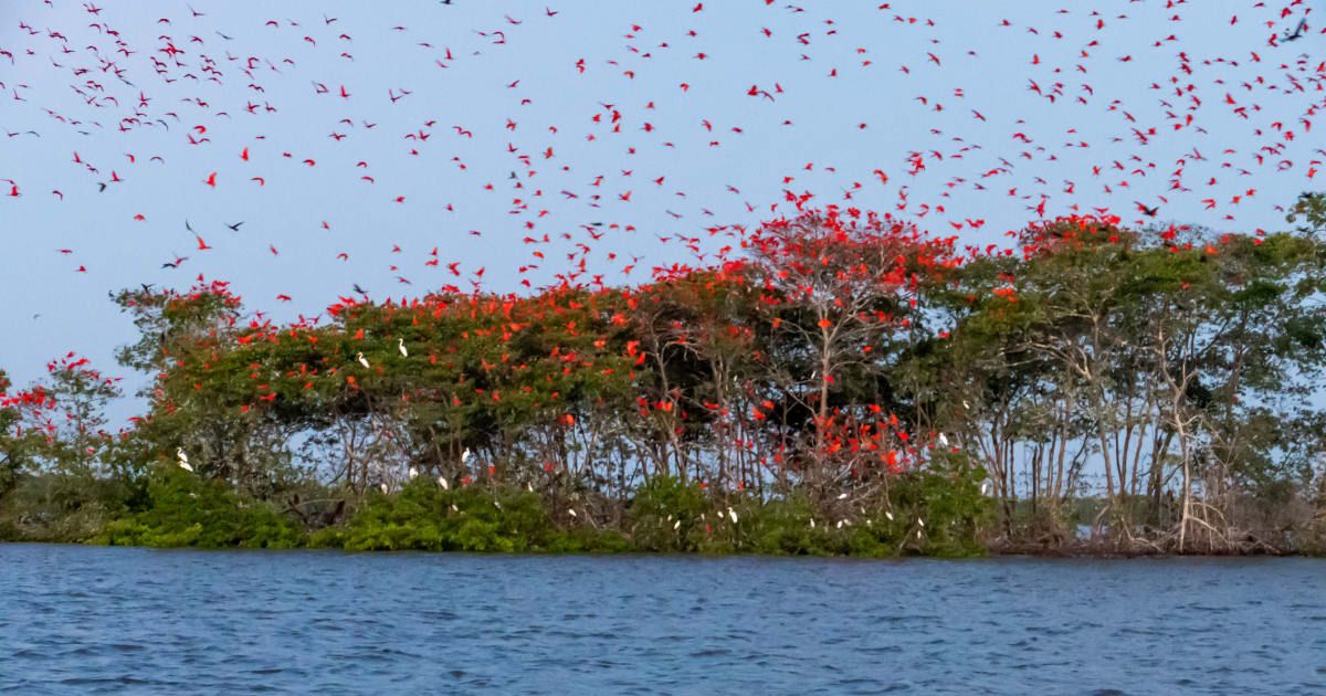Scientist went in search of 'Nature's most decorated Christmas tree' but he still was not ready for it