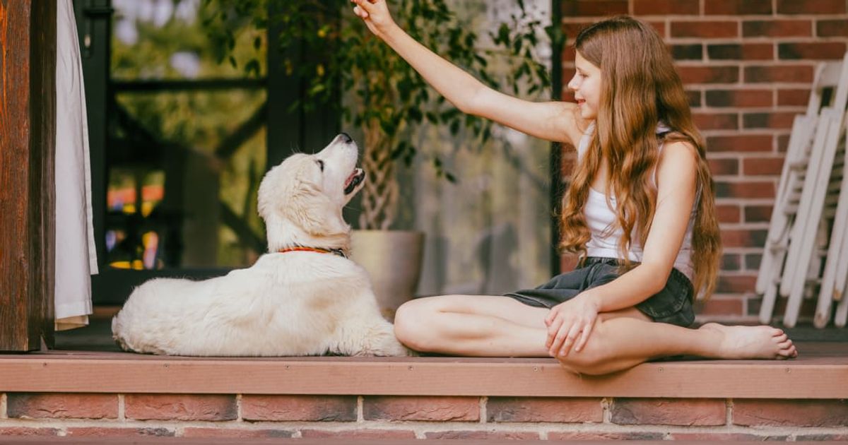 Dog owners are trying the 'wall experiment' to test dog's intelligence and Golden Retrievers are failing gloriously