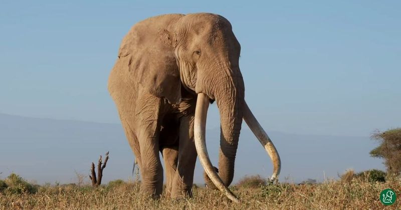 54-year-old Kenyan elephant Craig just died but why are conservationists celebrating it?