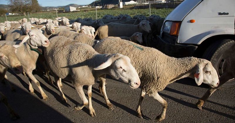 Shepherd left baffled as 50 sheep changed direction and walked into a German supermarket randomly