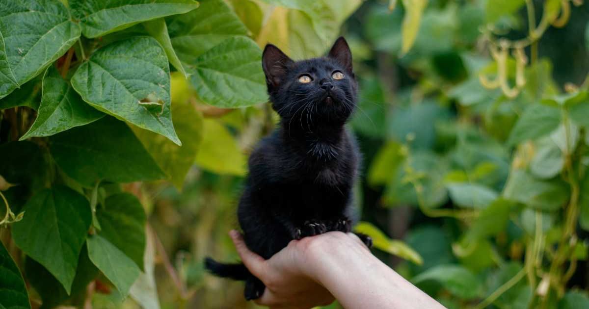 Girlfriend asks cat dad to choose between her and 'Mittens.' Her dad had already made up his mind