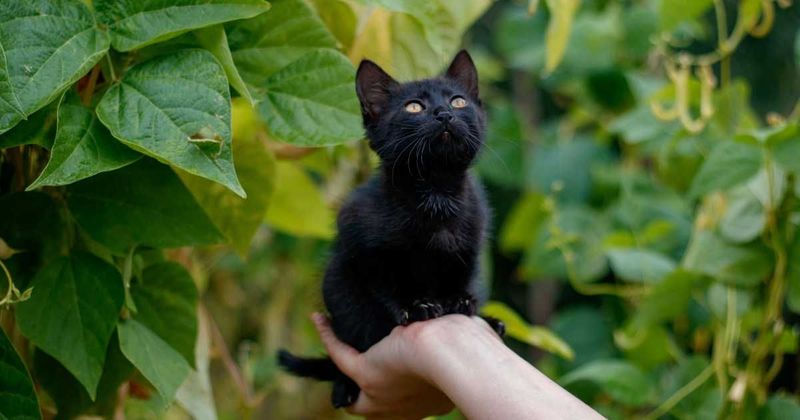 Girlfriend asks cat dad to choose between her and 'Mittens.' Her dad had already made up his mind