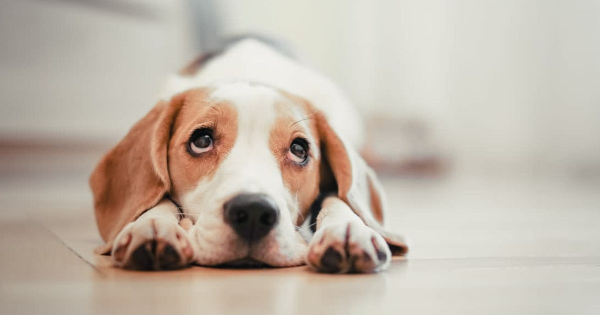 Woman and boyfriend agreed it was best for them to break up but their four-legged baby objected