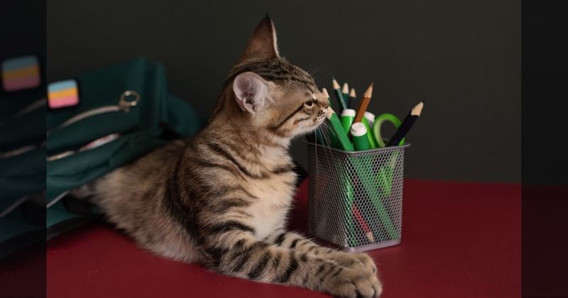 Student had nowhere to take her cat so she emailed her professor with unusual request